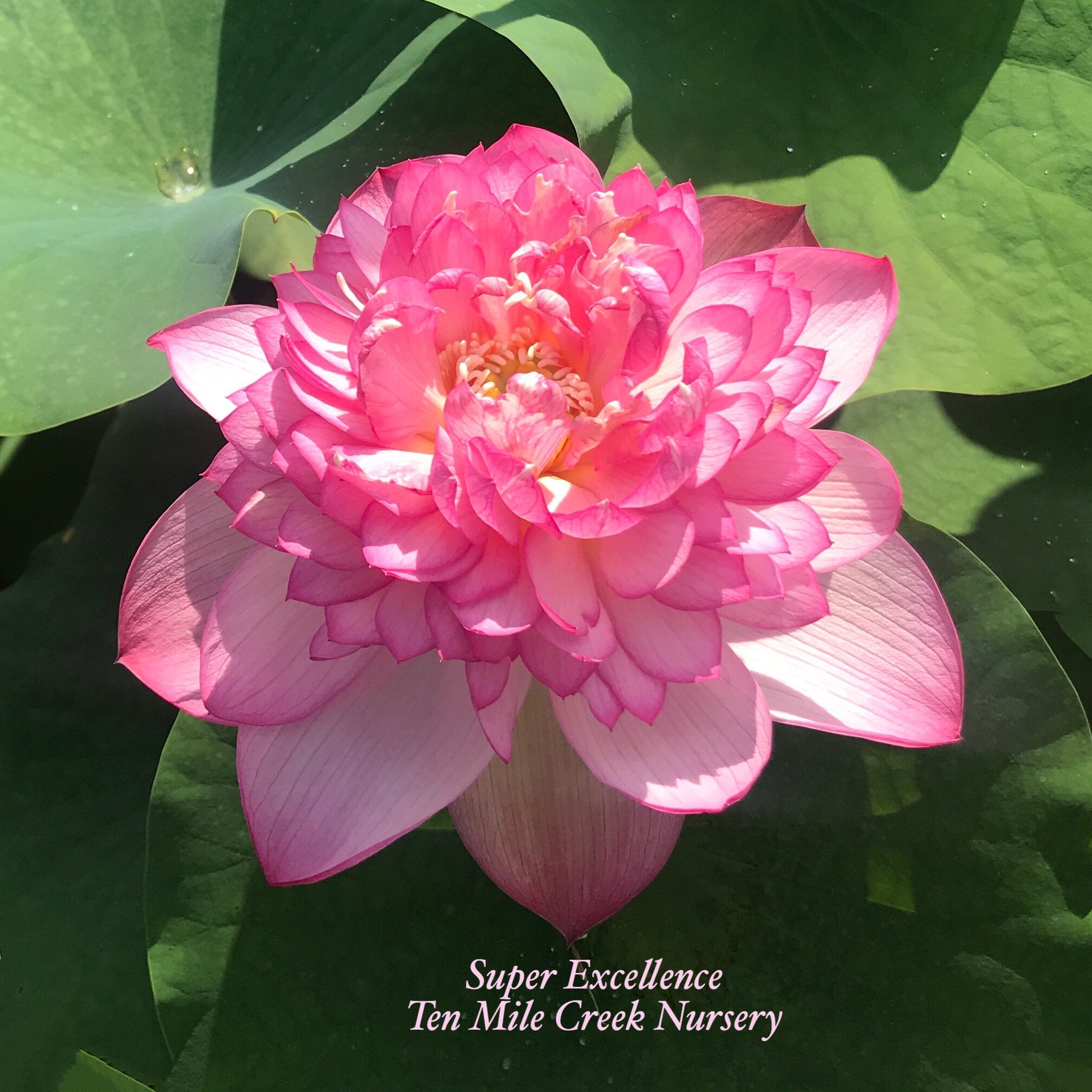 Super Excellence | Beautiful Lotus Flower Collections – Ten Mile