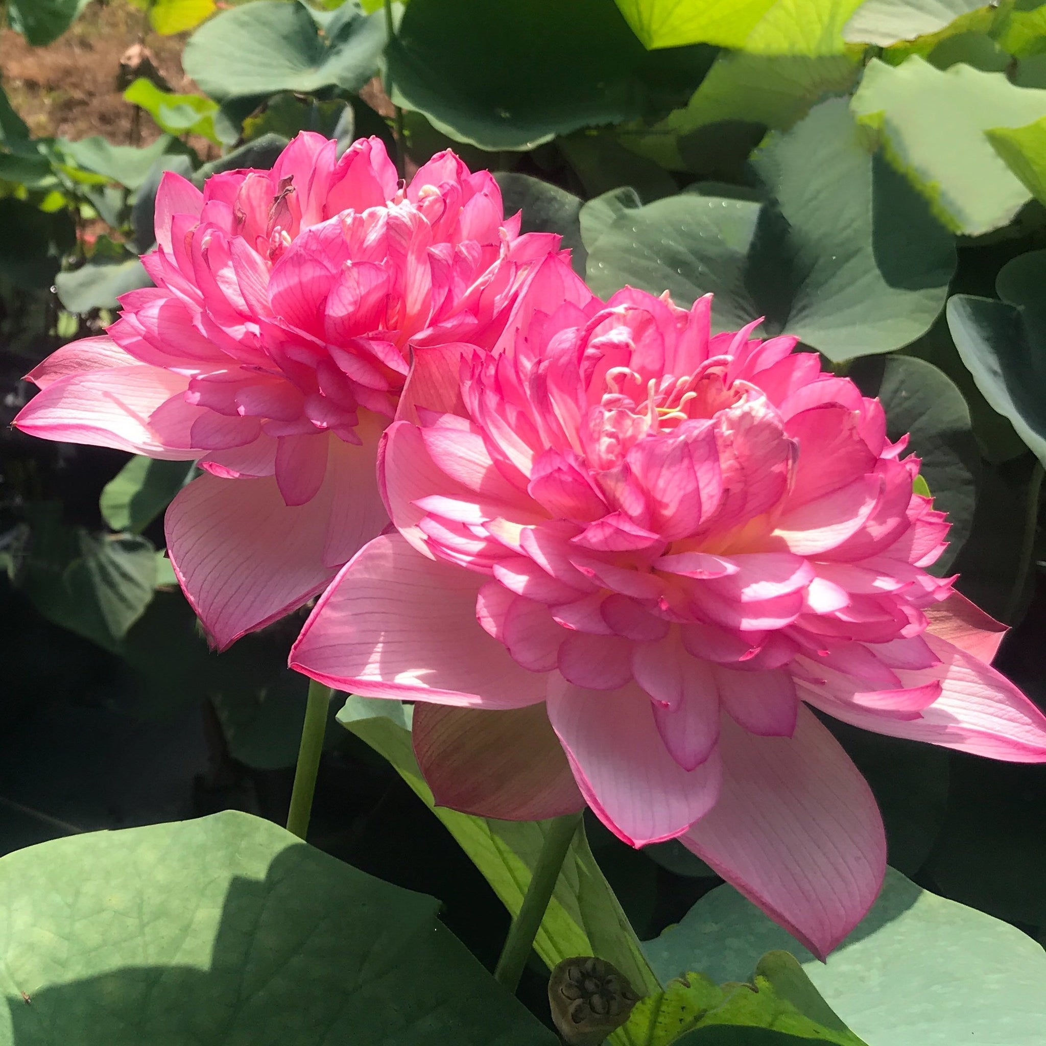 Super Excellence | Beautiful Lotus Flower Collections – Ten Mile