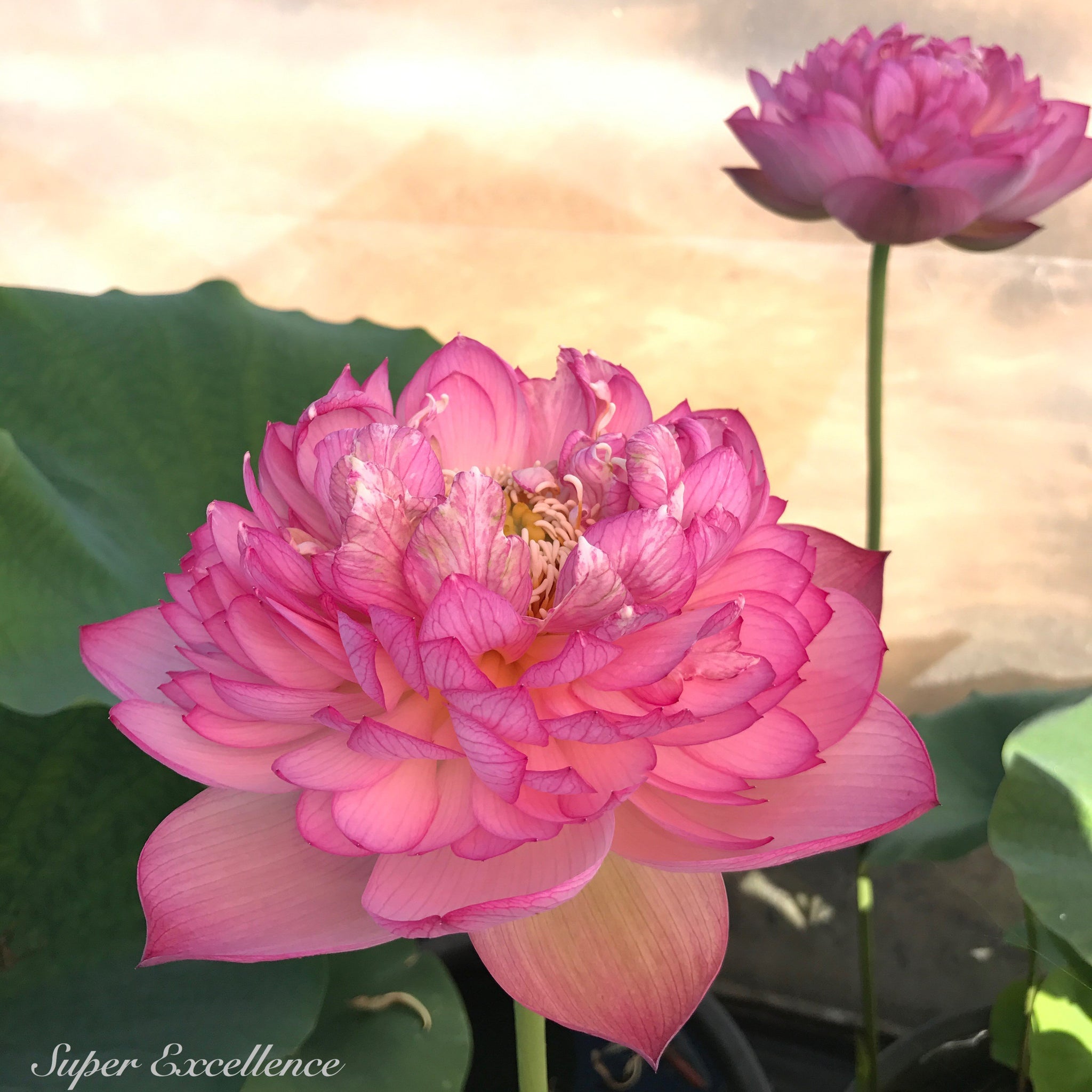 Super Excellence | Beautiful Lotus Flower Collections – Ten Mile