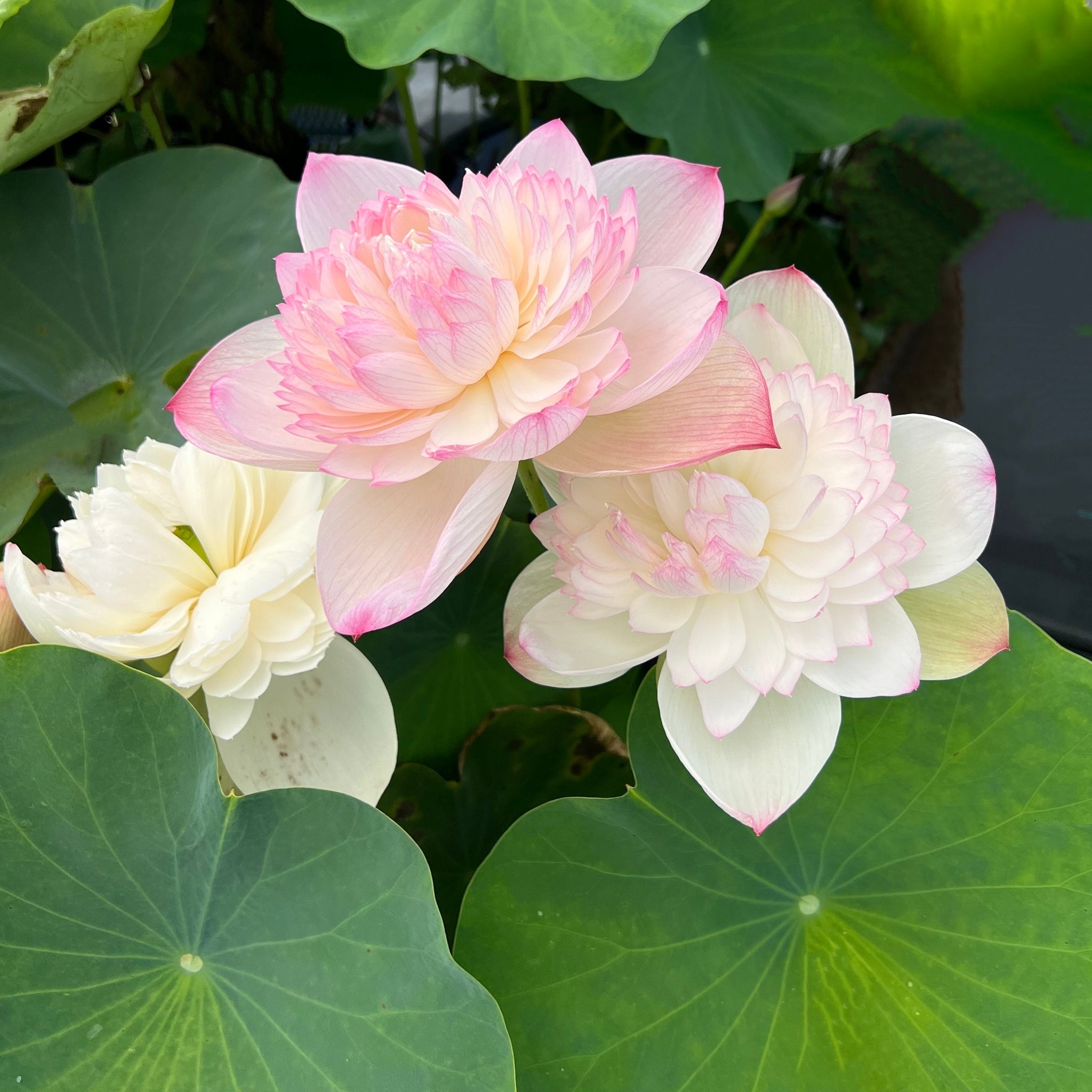 Super | Beautiful Lotus Flower Collections – Ten Mile Creek Nursery