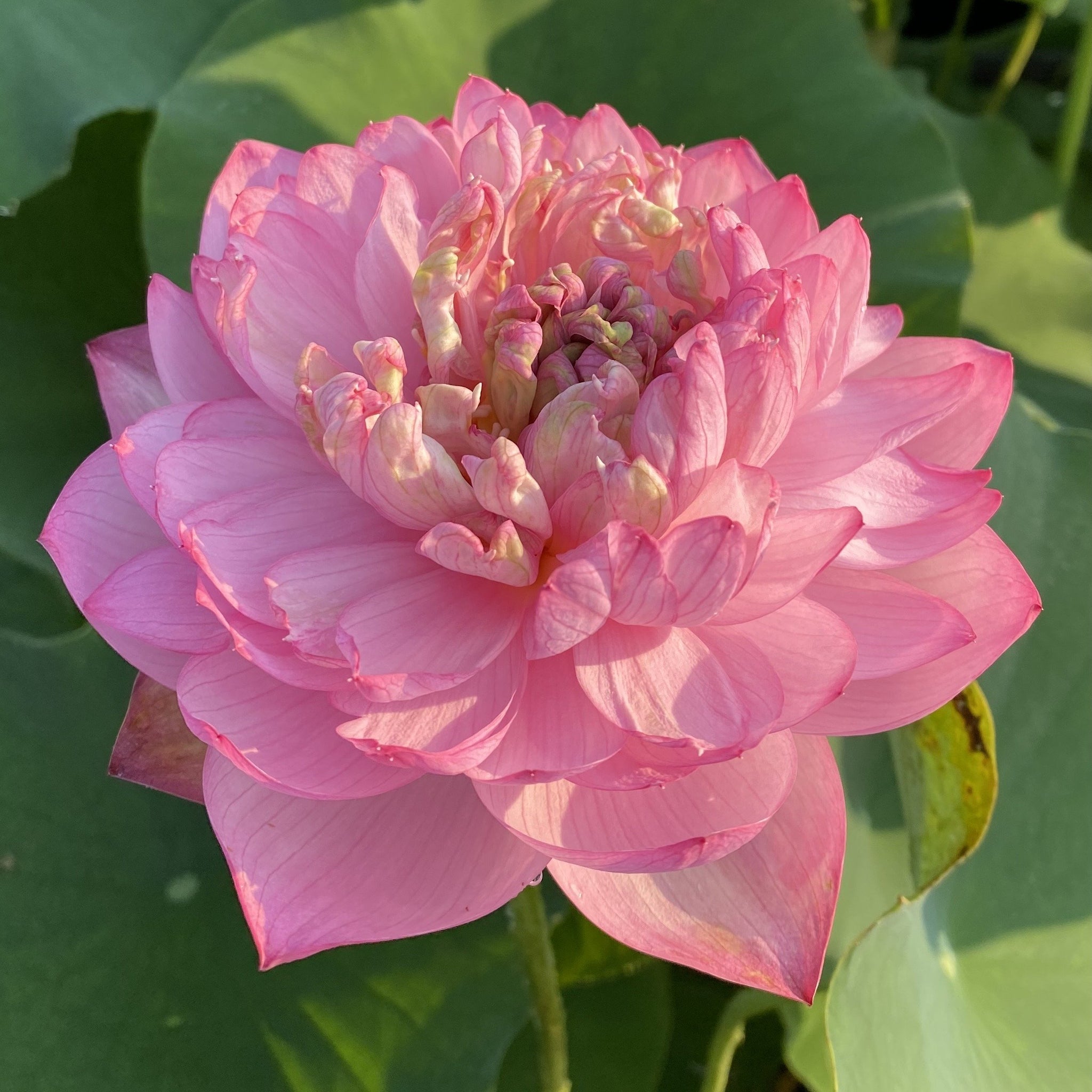 Duplicate Pink | Beautiful Lotus Flower Collections – Ten Mile