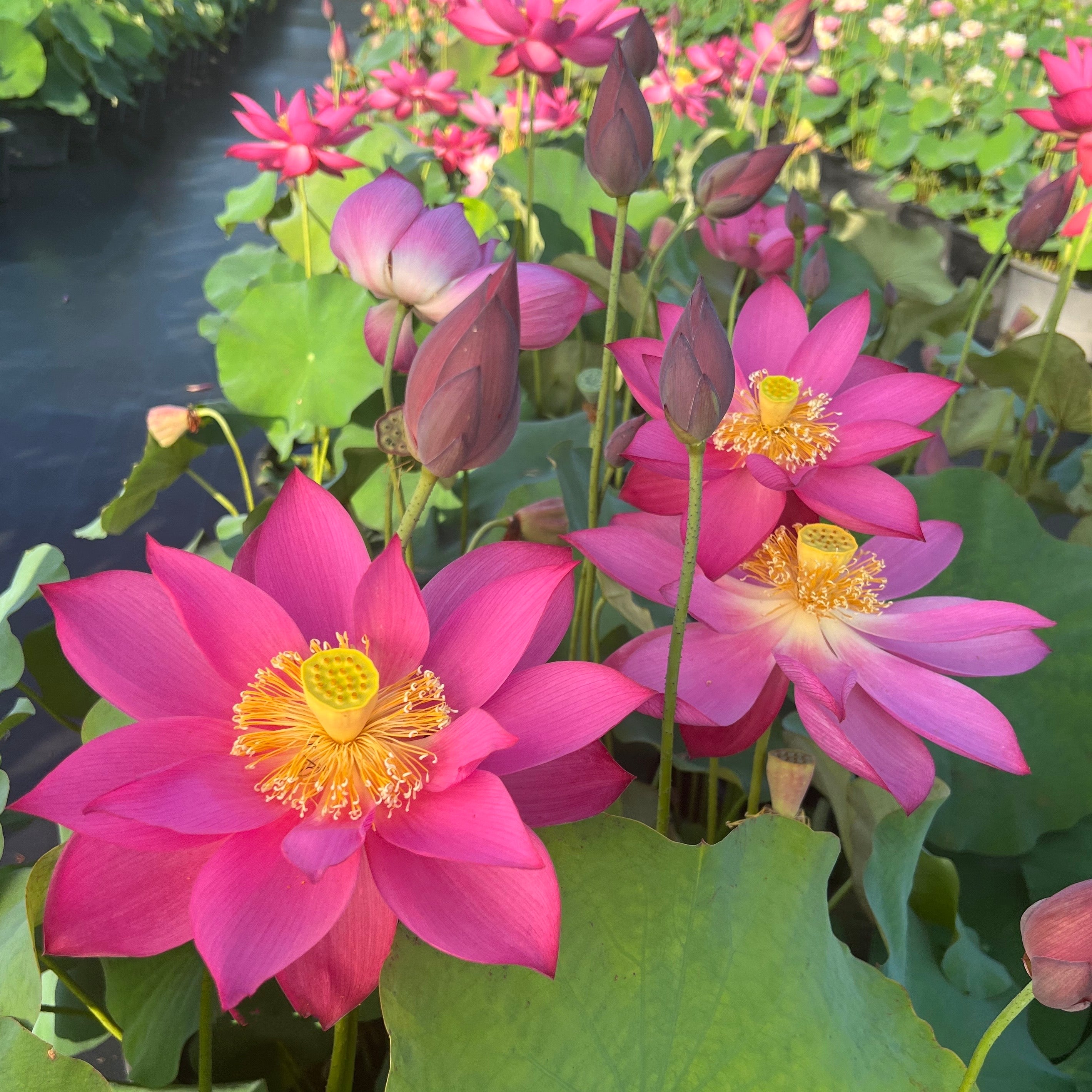 Lotus Roses