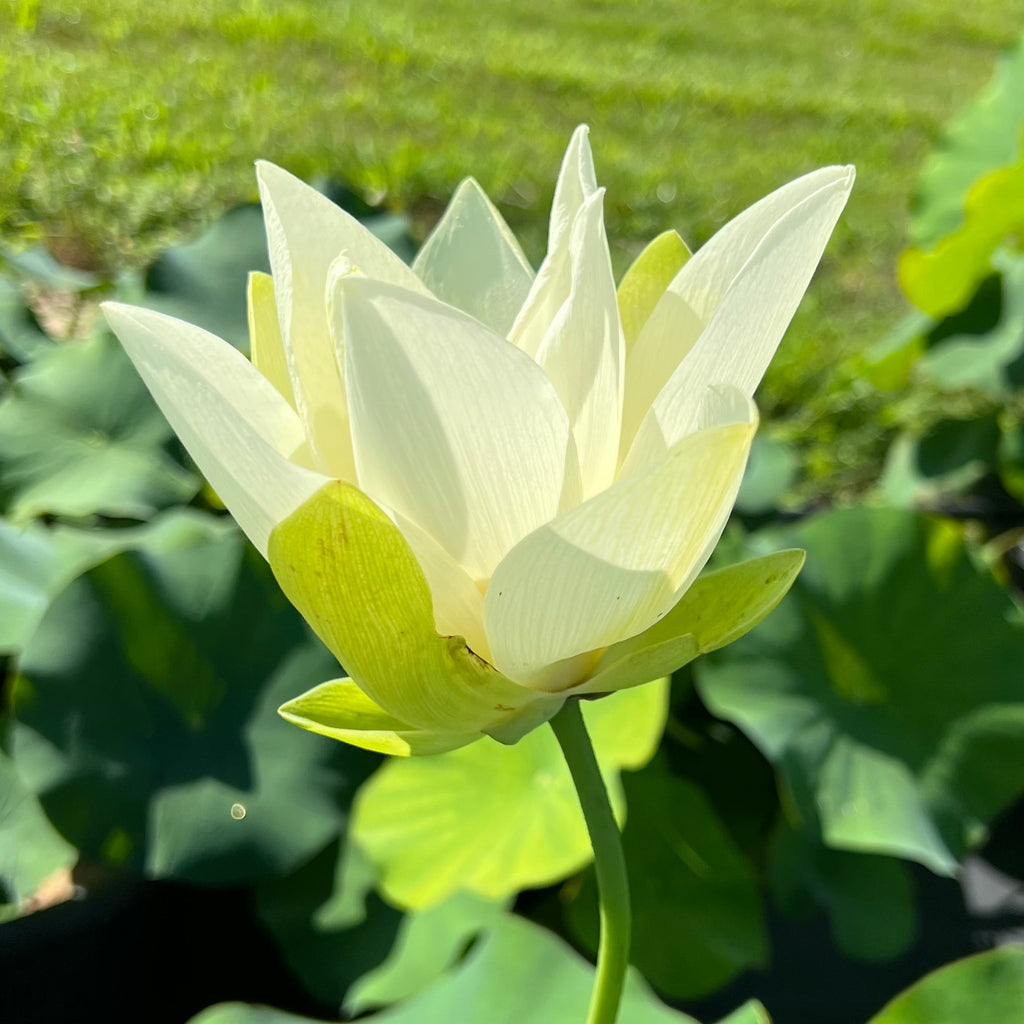 Tulip Lotus - Ten Mile Creek Nursery