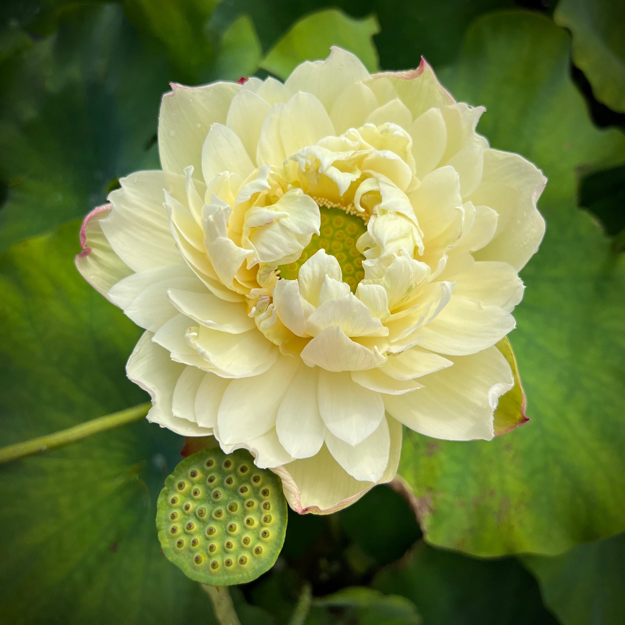 【Lotusさま専用】Pingo de Mel, Sao Luis 挿木苗 Vermilion Inlaid Gold Lamp- Like Velvet! – Ten Mile Creek Nursery