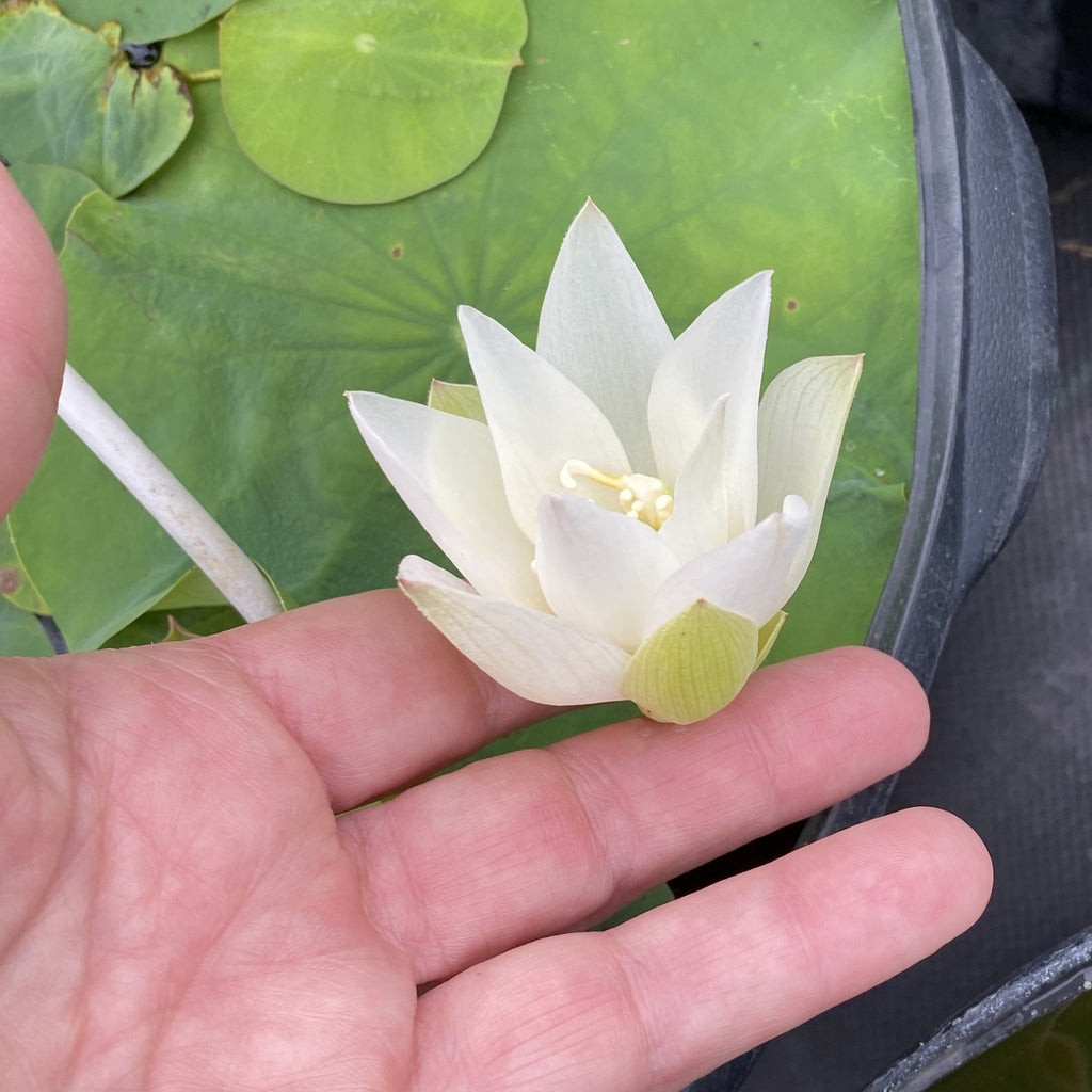 White Buddha's Hand - Micro! - Ten Mile Creek Nursery