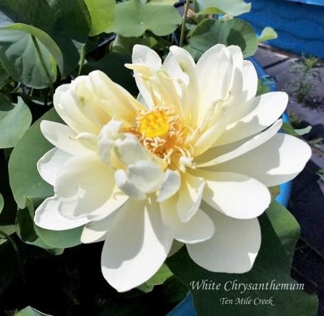 White Chrysanthemum - Ten Mile Creek Nursery