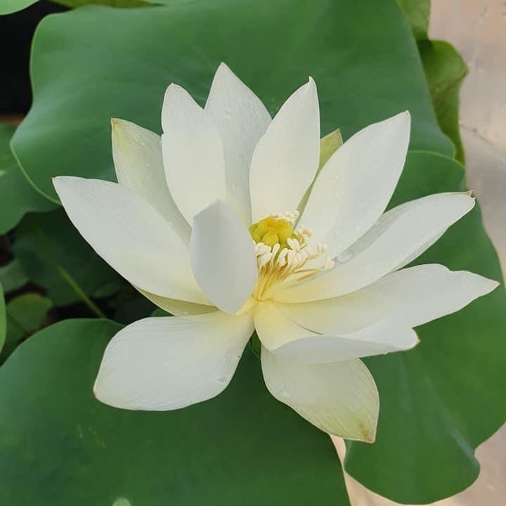 White Crane - Mini lotus - Ten Mile Creek Nursery