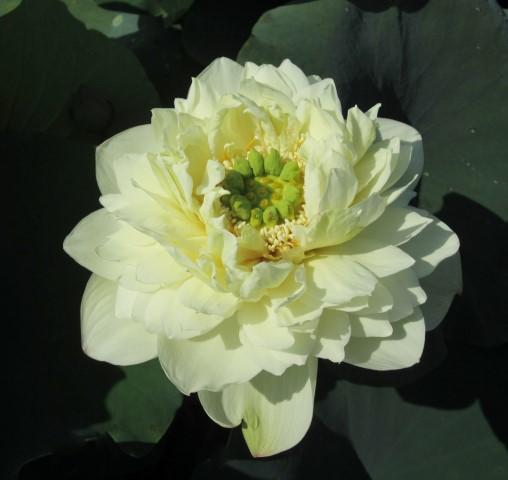 White Pear Flower - Ten Mile Creek Nursery