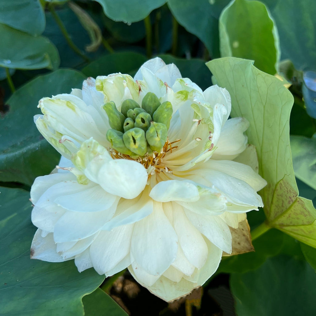 White Phoenix - Very Small & Loaded with Flowers - Ten Mile Creek Nursery