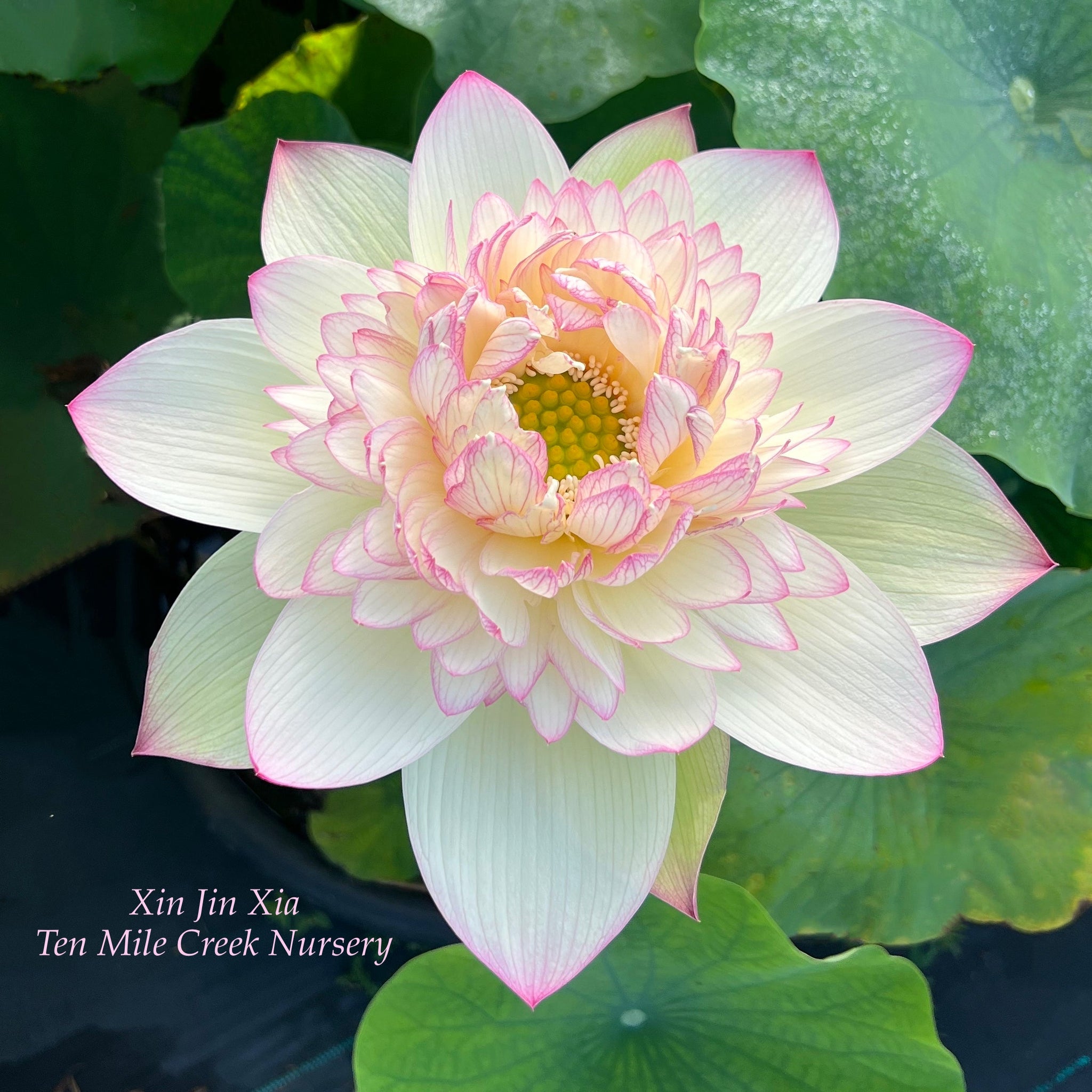 花 Shiki Lotus Xin Jin Xia | Beautiful Lotus Flower Collections – Ten Mile Creek