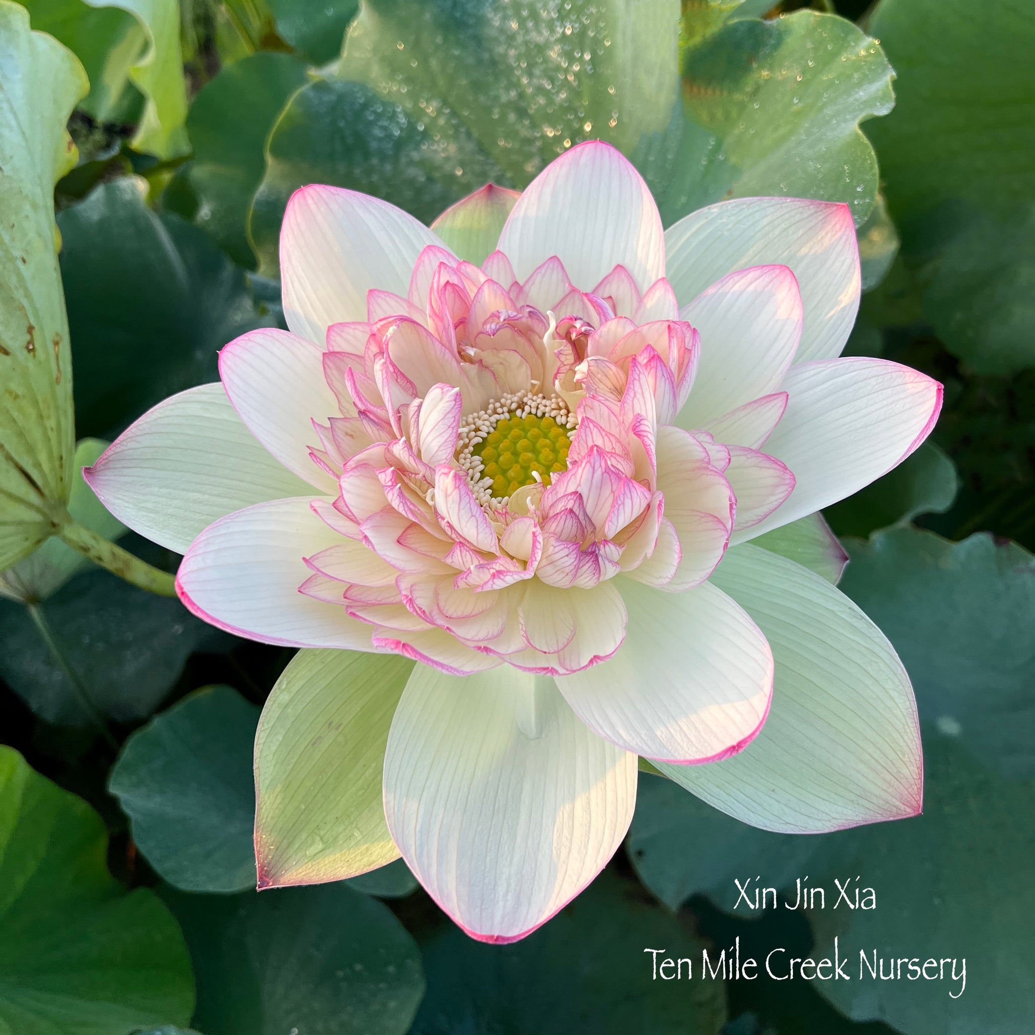 花 Shiki Lotus 花 Shiki Lotus Shiki Lotus 花