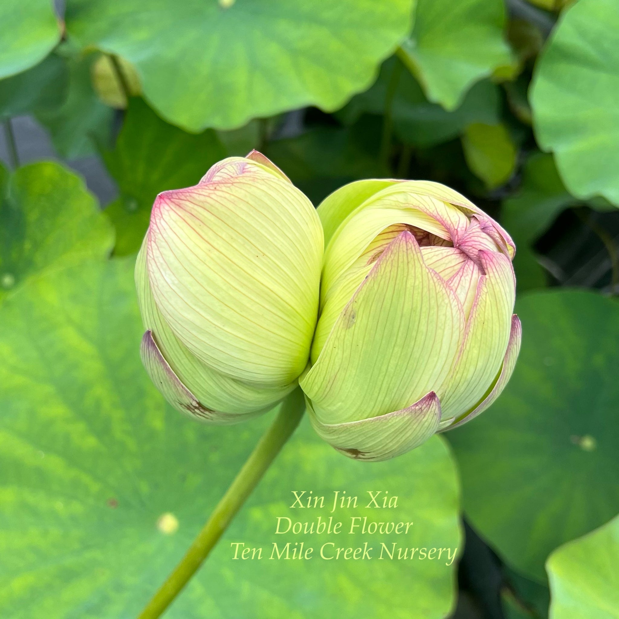 xin-jin-xia-too-beautiful-for-