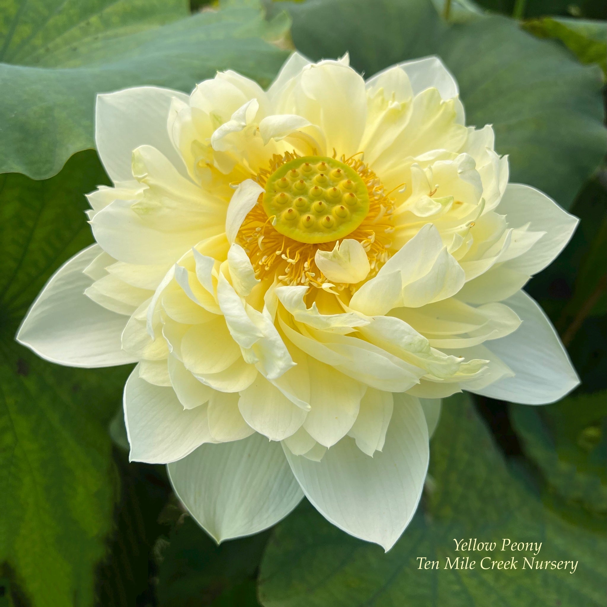 yellow peony plant Yellow Peony