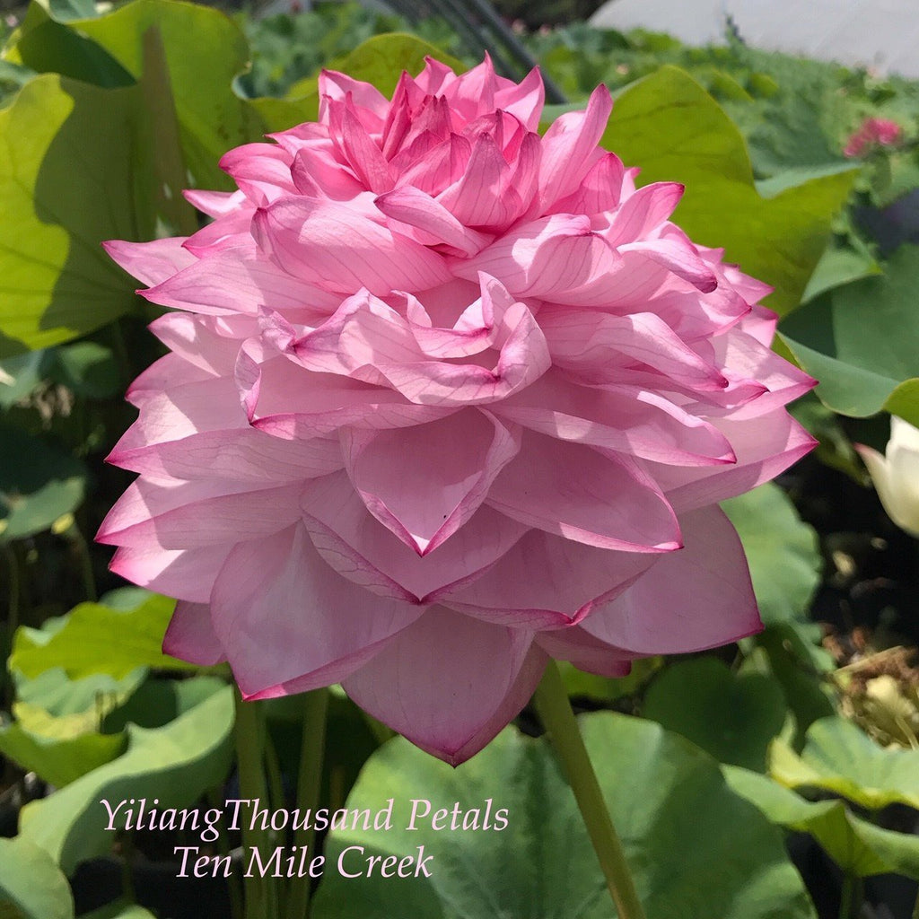 Yiliang Thousand Petals - Ten Mile Creek Nursery