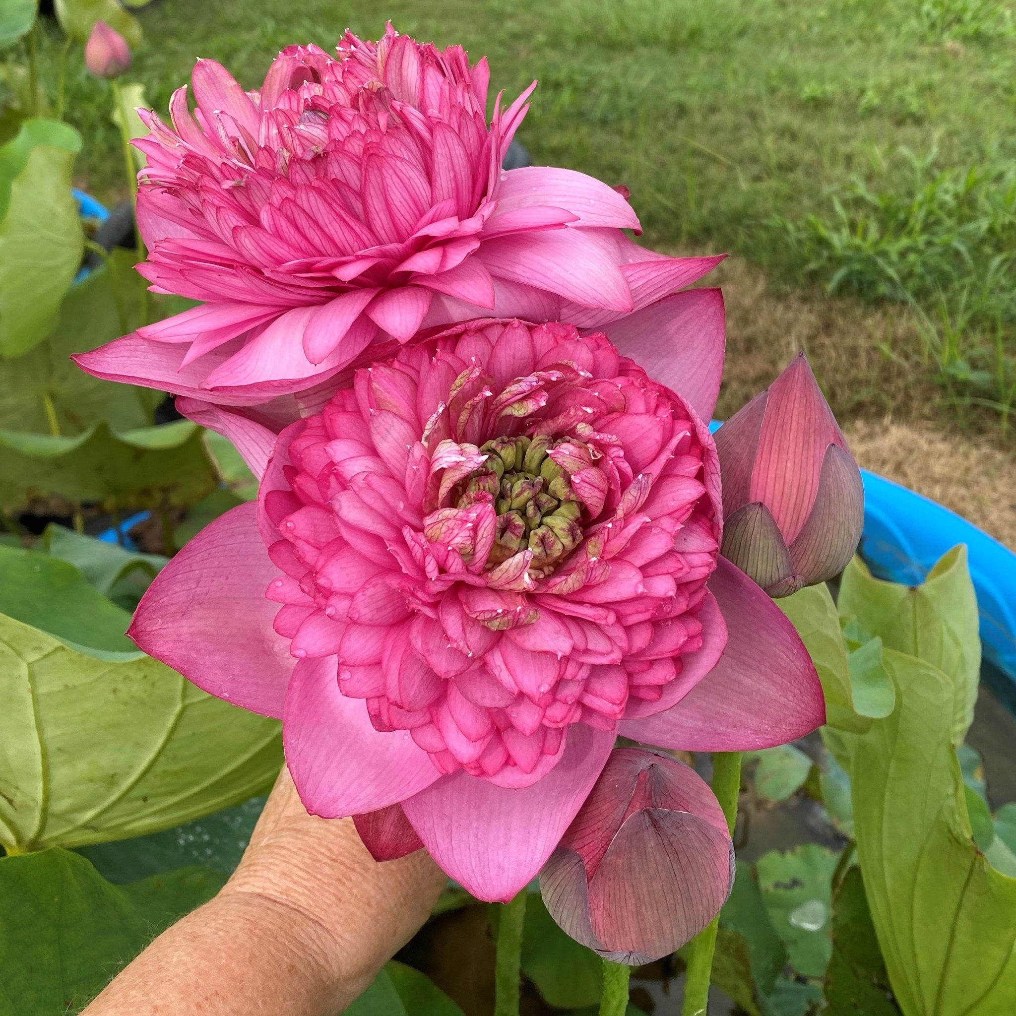 Zhongshan Thousand Petal Duplicate Red | Beautiful Lotus Flower